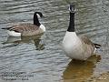 2004-1229geese